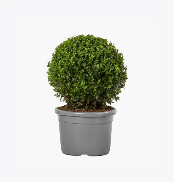 product-image-4_optimized Odio Pellentesque